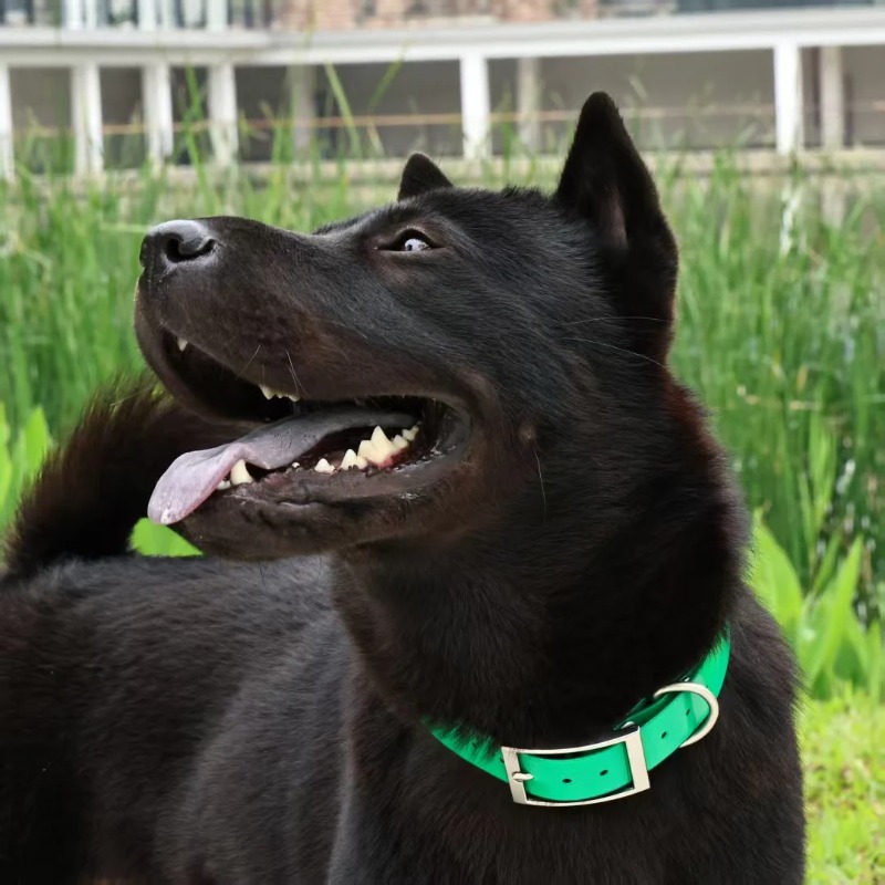 ปลอกคอสุนัข TPU ทนทาน กว้าง 2. - Outdoor Hunting Dogs บทวิจารณ์และราคา