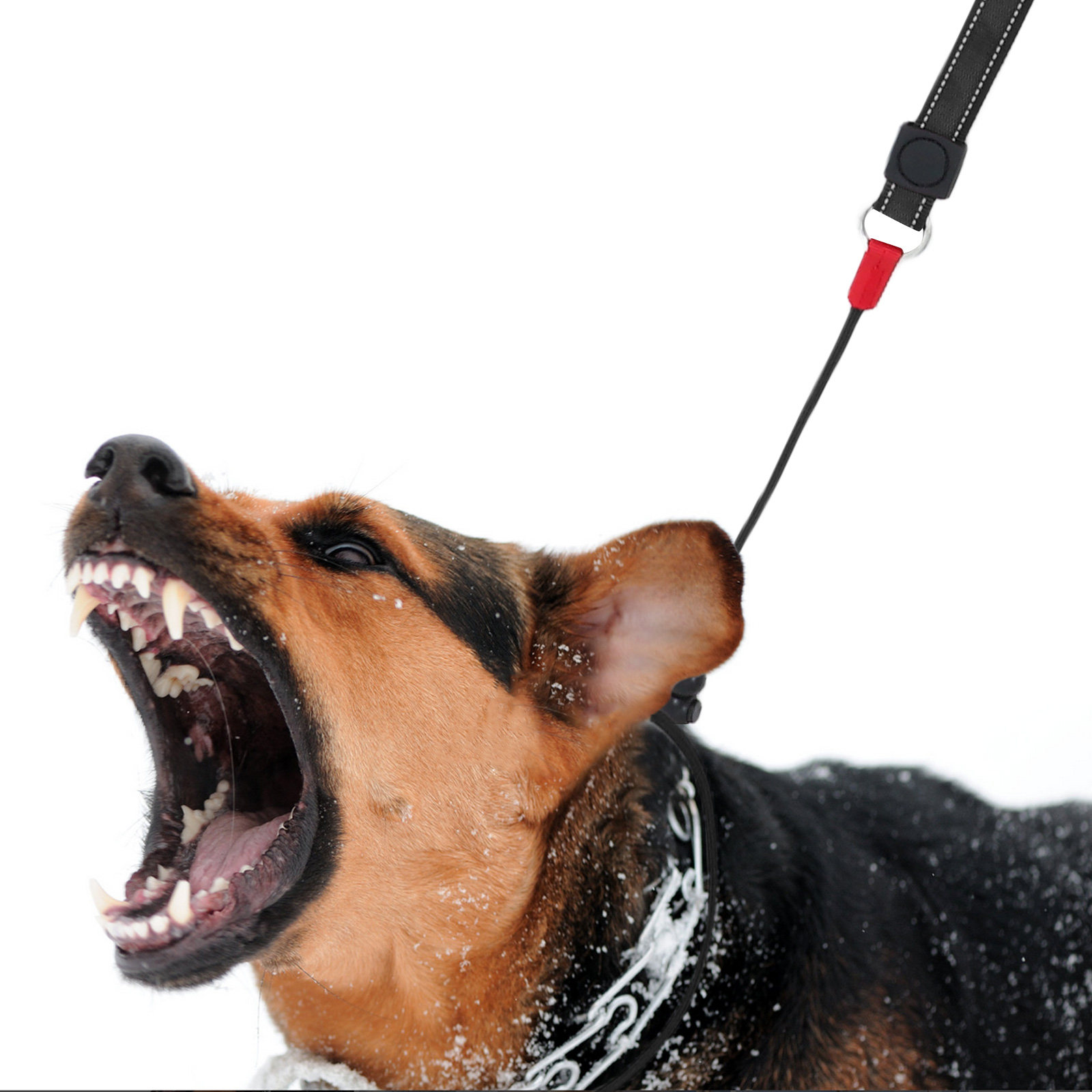 สายจูงสุนัขกันลื่น สายฝึกมืออา - Outdoor Hunting Dogs บทวิจารณ์และราคา